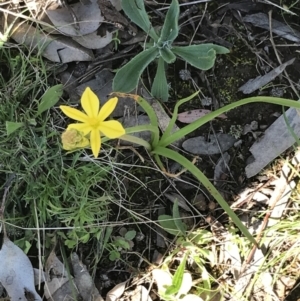 Bulbine bulbosa at Deakin, ACT - 23 Sep 2021 02:43 PM