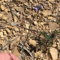 Linaria arvensis (Corn Toadflax) at Deakin, ACT - 23 Sep 2021 by Tapirlord