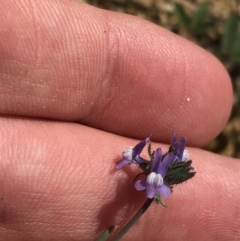 Linaria arvensis at Deakin, ACT - 23 Sep 2021 02:27 PM