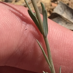 Linaria arvensis at Deakin, ACT - 23 Sep 2021 02:27 PM