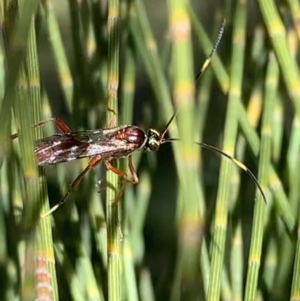 Ichneumonidae (family) at Murrumbateman, NSW - 23 Sep 2021