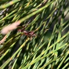 Ichneumonidae (family) at Murrumbateman, NSW - 23 Sep 2021