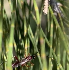 Ichneumonidae (family) at Murrumbateman, NSW - 23 Sep 2021