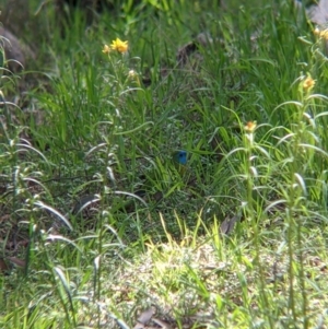 Neophema pulchella at Chiltern, VIC - suppressed