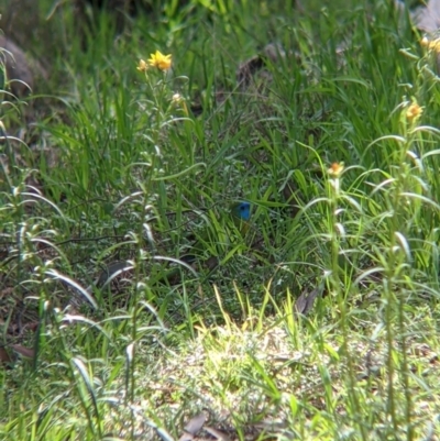 Neophema pulchella (Turquoise Parrot) at Chiltern, VIC - 25 Sep 2021 by Darcy