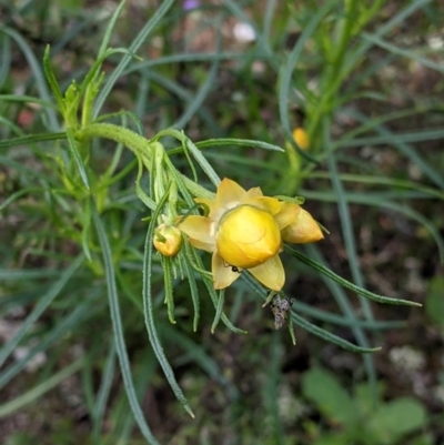 Xerochrysum viscosum (Sticky Everlasting) at Chiltern, VIC - 25 Sep 2021 by Darcy