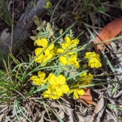 Hibbertia riparia (Erect Guinea-flower) at Chiltern, VIC - 25 Sep 2021 by Darcy