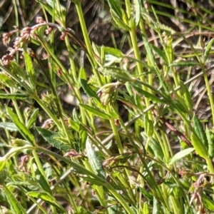 Gonocarpus tetragynus at Hackett, ACT - 26 Sep 2021