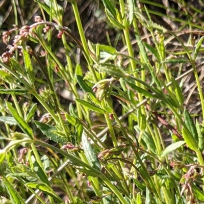 Gonocarpus tetragynus (Common Raspwort) at Hackett, ACT - 26 Sep 2021 by abread111