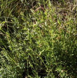 Gonocarpus tetragynus at Hackett, ACT - 26 Sep 2021