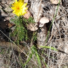 Microseris walteri at Holt, ACT - 20 Sep 2021 08:56 AM