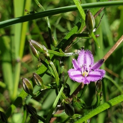 Thysanotus patersonii (Twining Fringe Lily) at Wodonga, VIC - 26 Sep 2021 by ClaireSee