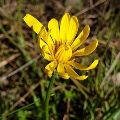 Microseris walteri (Yam Daisy, Murnong) at Cook, ACT - 6 Sep 2021 by drakes