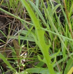 Microseris walteri at Cook, ACT - 7 Sep 2021