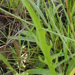 Microseris walteri at Cook, ACT - 7 Sep 2021 09:24 AM