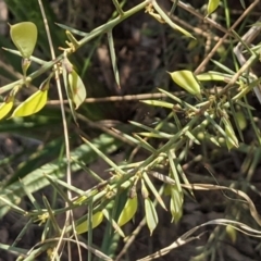 Daviesia genistifolia (Broom Bitter Pea) at Hackett, ACT - 26 Sep 2021 by abread111