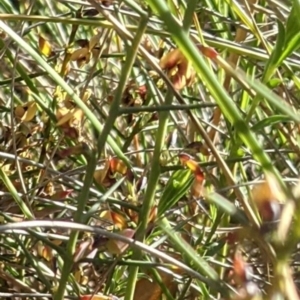 Daviesia genistifolia at Hackett, ACT - 26 Sep 2021 04:26 PM