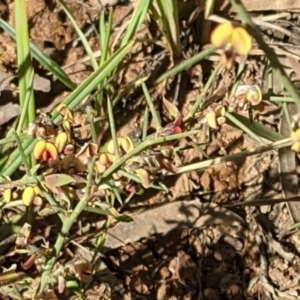 Daviesia genistifolia at Hackett, ACT - 26 Sep 2021 04:26 PM