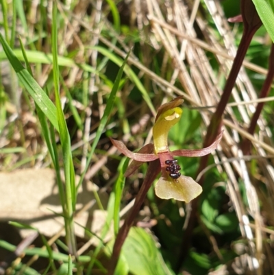 Chiloglottis trapeziformis (Diamond Ant Orchid) at Wodonga, VIC - 26 Sep 2021 by ClaireSee
