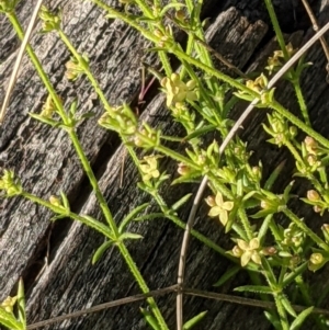 Galium gaudichaudii subsp. gaudichaudii at Hackett, ACT - 26 Sep 2021 04:32 PM