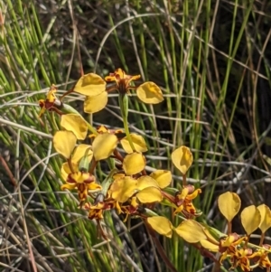 Diuris pardina at Hackett, ACT - suppressed