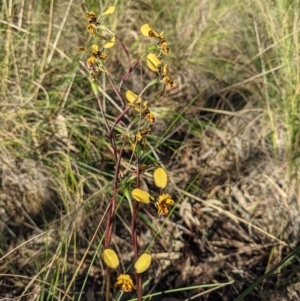 Diuris pardina at Hackett, ACT - suppressed