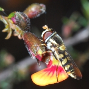 Simosyrphus grandicornis at Aranda, ACT - 26 Sep 2021 05:59 PM