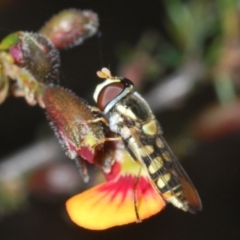 Simosyrphus grandicornis at Aranda, ACT - 26 Sep 2021