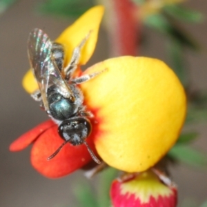 Lasioglossum (Chilalictus) sp. (genus & subgenus) at Aranda, ACT - 26 Sep 2021