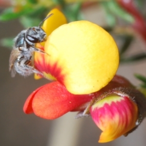 Lasioglossum (Chilalictus) sp. (genus & subgenus) at Aranda, ACT - 26 Sep 2021