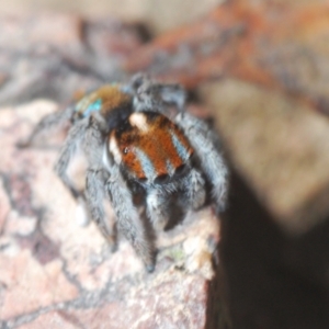 Maratus calcitrans at Aranda, ACT - 26 Sep 2021