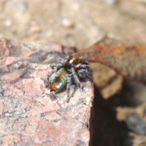 Maratus calcitrans at Aranda, ACT - 26 Sep 2021