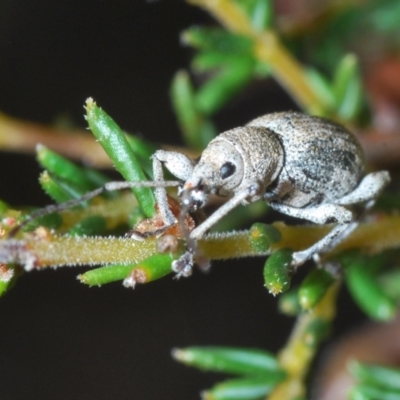 Polyphrades paganus (A weevil) at Bruce Ridge to Gossan Hill - 26 Sep 2021 by Harrisi