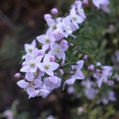 Boronia sp. (A Boronia) at Bundanoon, NSW - 1 Oct 2019 by Aussiegall