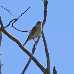 Ptilotula fusca at Theodore, ACT - 25 Sep 2021