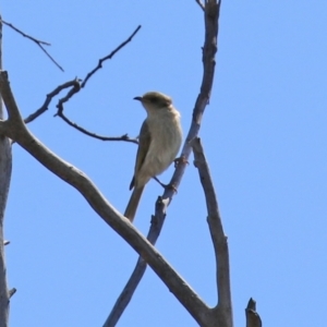 Ptilotula fusca at Theodore, ACT - 25 Sep 2021