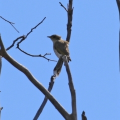 Ptilotula fusca at Theodore, ACT - 25 Sep 2021