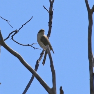 Ptilotula fusca at Theodore, ACT - 25 Sep 2021