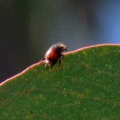 Melolonthinae sp. (subfamily) (Cockchafer) at Theodore, ACT - 25 Sep 2021 by RodDeb