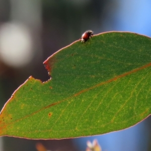 Melolonthinae sp. (subfamily) at Theodore, ACT - 25 Sep 2021