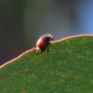 Melolonthinae (subfamily) at Theodore, ACT - 25 Sep 2021 01:47 PM