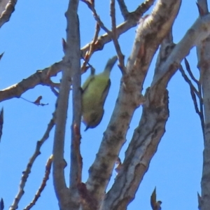 Acanthiza nana at Theodore, ACT - 25 Sep 2021