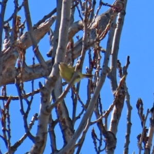 Acanthiza nana at Theodore, ACT - 25 Sep 2021