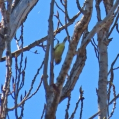 Acanthiza nana at Theodore, ACT - 25 Sep 2021