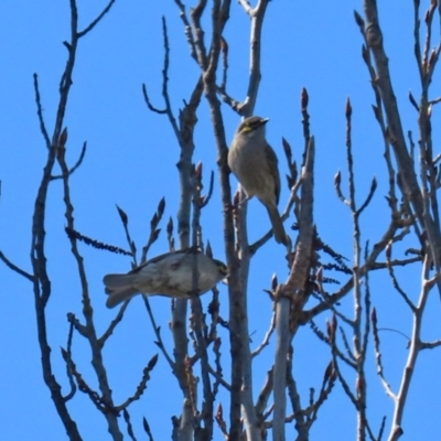 Caligavis chrysops (Yellow-faced Honeyeater) at Theodore, ACT - 25 Sep 2021 by RodDeb