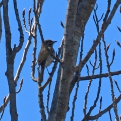 Caligavis chrysops at Theodore, ACT - 25 Sep 2021