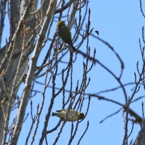 Zosterops lateralis at Theodore, ACT - 25 Sep 2021