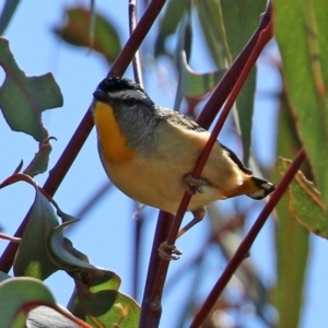 Pardalotus punctatus at Theodore, ACT - 25 Sep 2021