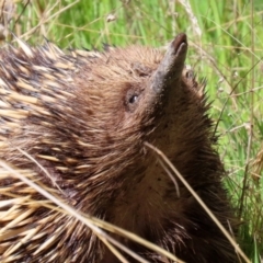 Tachyglossus aculeatus (Short-beaked Echidna) at Theodore, ACT - 25 Sep 2021 by RodDeb