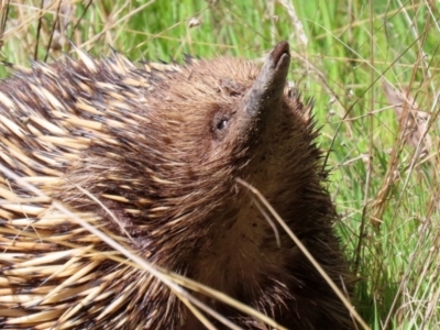 Tachyglossus aculeatus (Short-beaked Echidna) at Theodore, ACT - 25 Sep 2021 by RodDeb